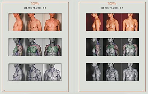 Anatomy For Sculptors Japanese Edition - Art Anatomy Guide for Artists - Image 4