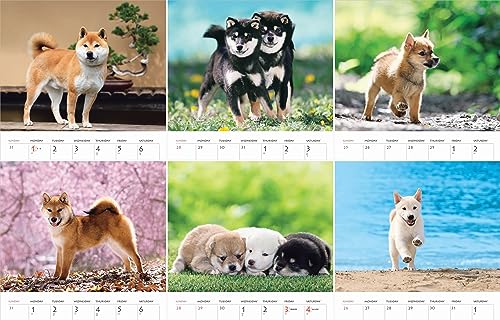 Calendar 2024 Shiba Inu (Monthly Calendar/Wall Hanging) - Image 2