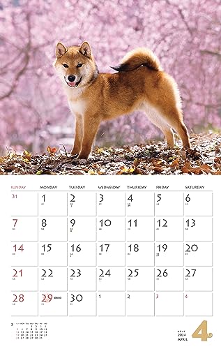 Calendar 2024 Shiba Inu (Monthly Calendar/Wall Hanging) - Image 8