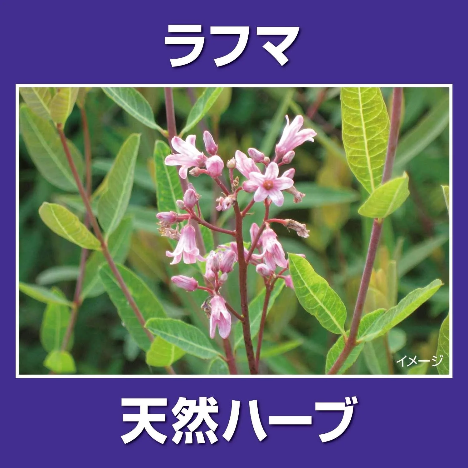 Kobayashi 30 capsules for about 30 days of help for sleeping peacefully - Image 5