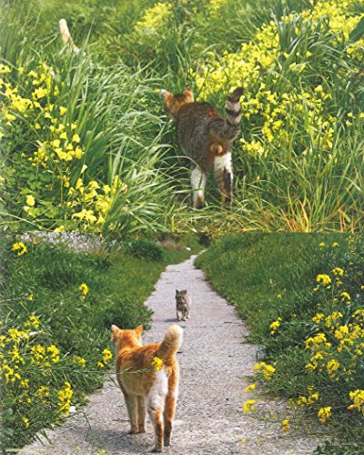 Nyantama Picture book mewing (cat) - Image 4